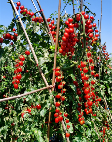 地康源肥料：讓紅貴人番茄的“天賦”，結出更驚艷的豐收